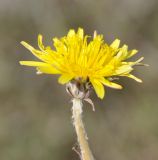 Taraxacum hellenicum