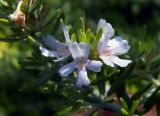 Westringia fruticosa. Цветки и листья. Франция, деп. Альп-Маритим, г. Канн, в культуре. 04.09.2019.