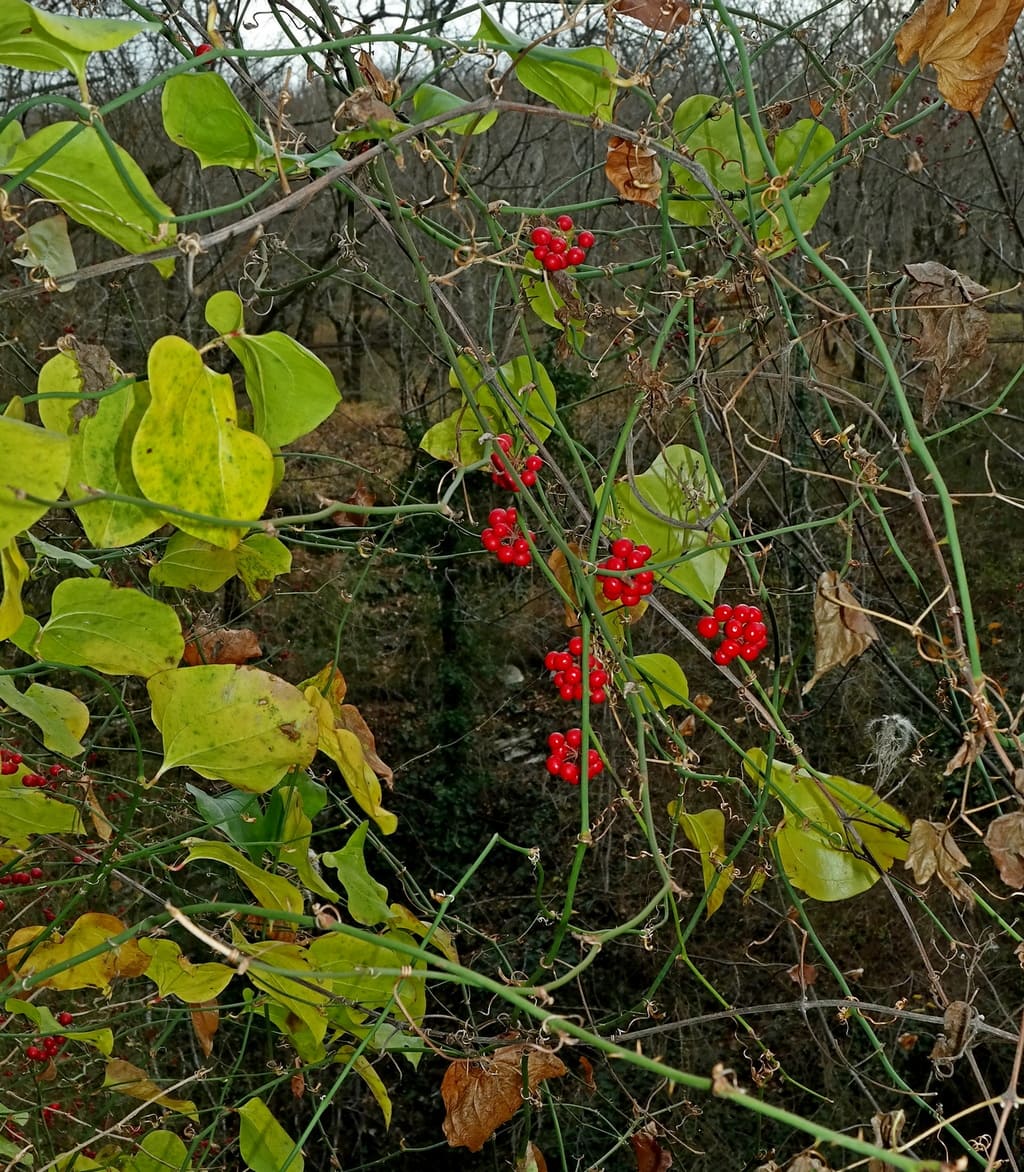 Изображение особи Smilax excelsa.