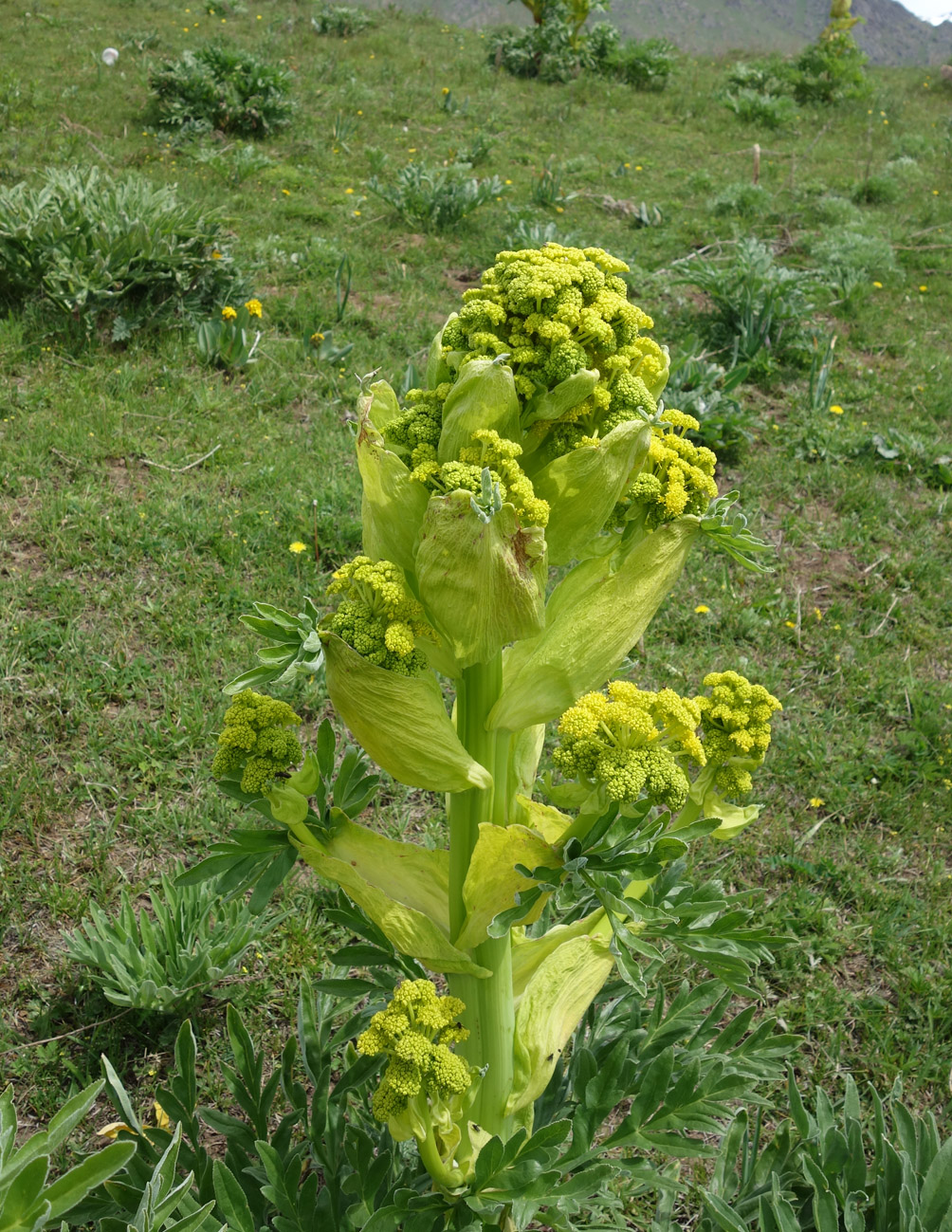 Изображение особи Ferula kuhistanica.