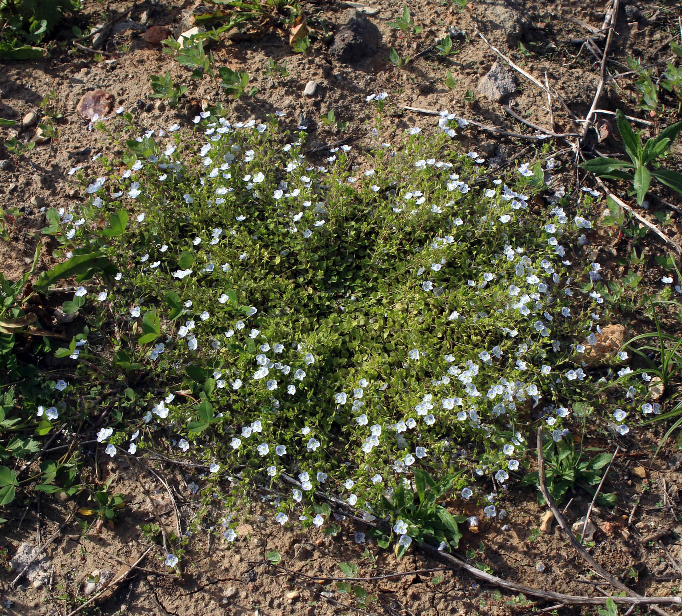 Изображение особи Veronica filiformis.