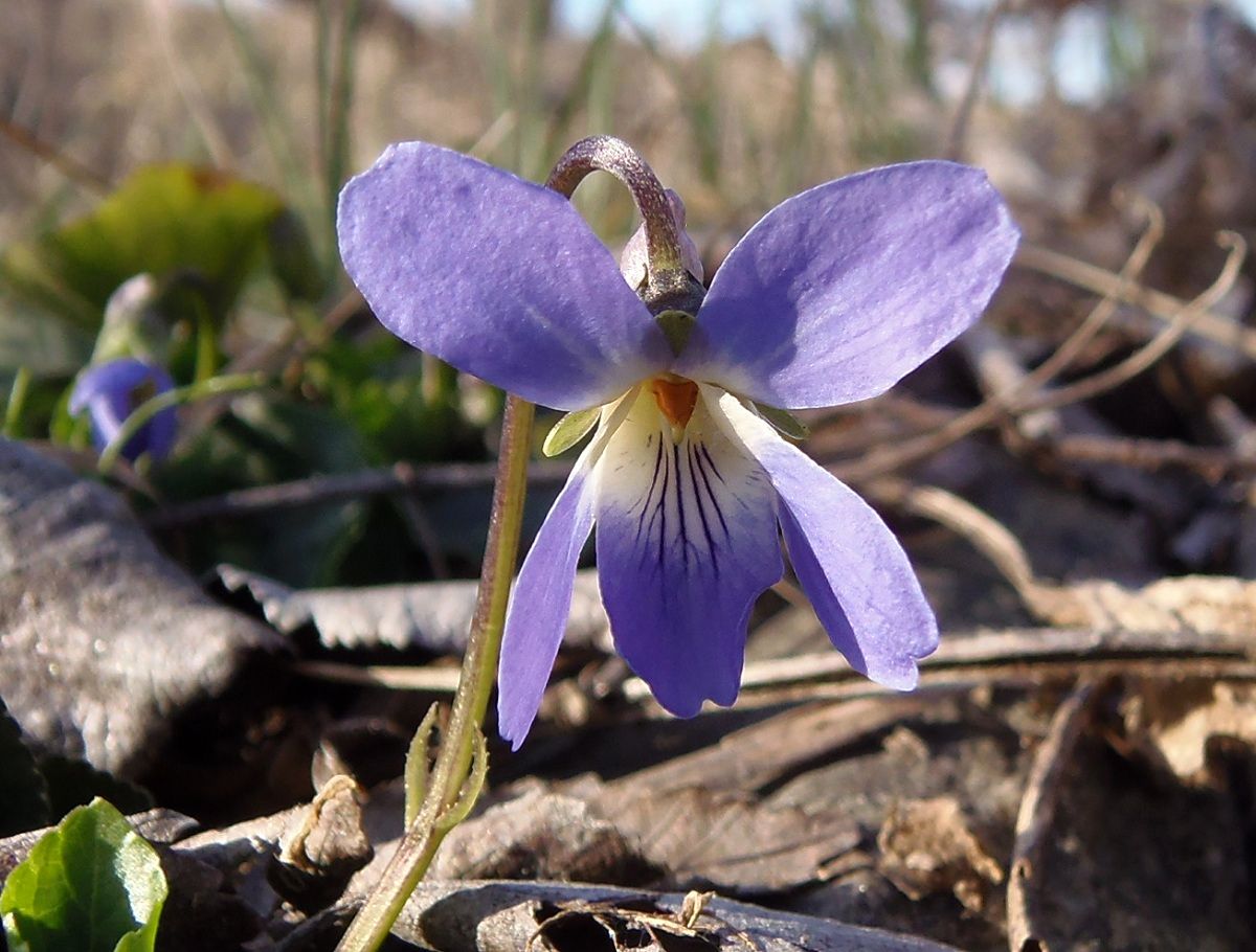 Изображение особи род Viola.