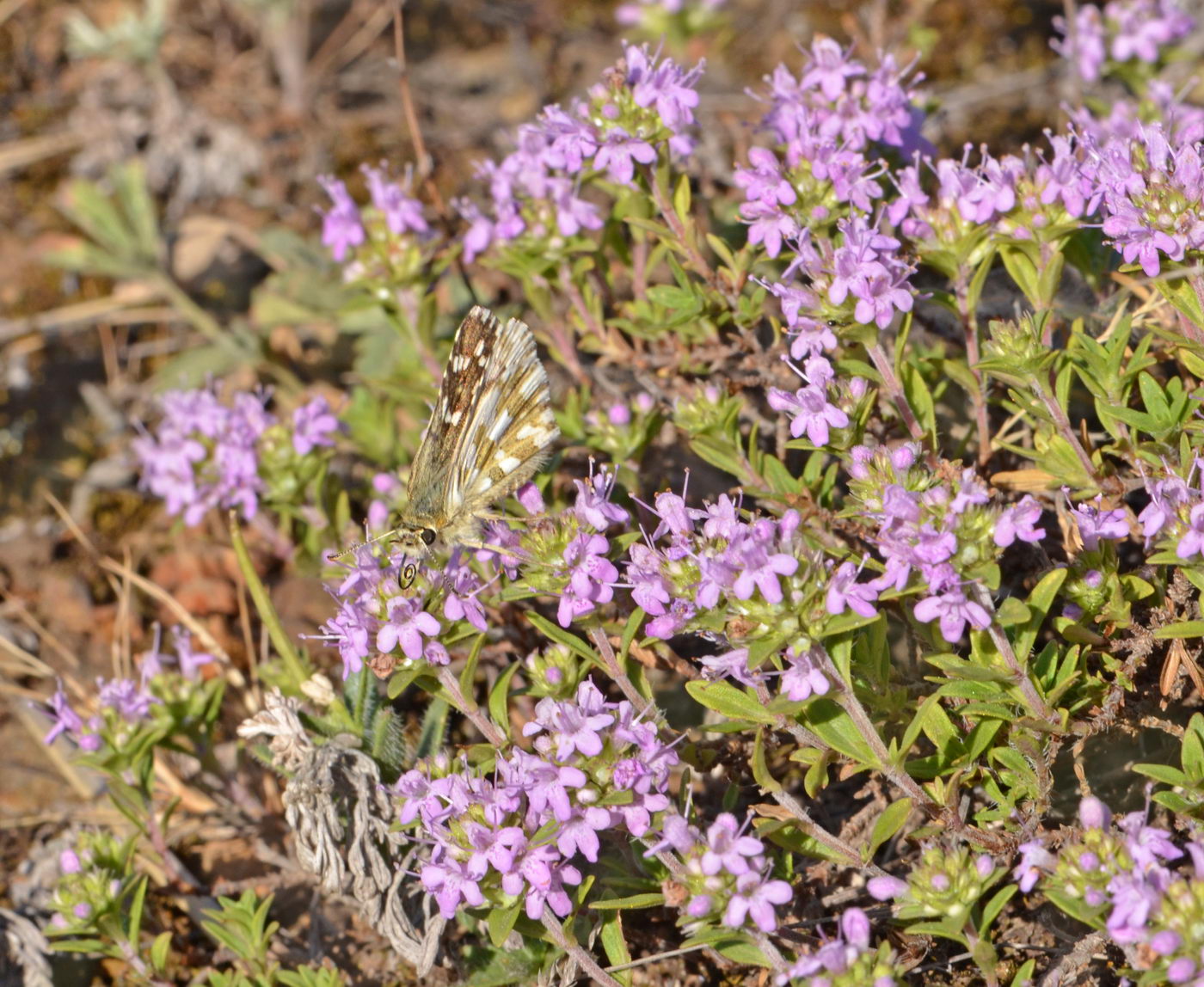 Image of Thymus kirgisorum specimen.