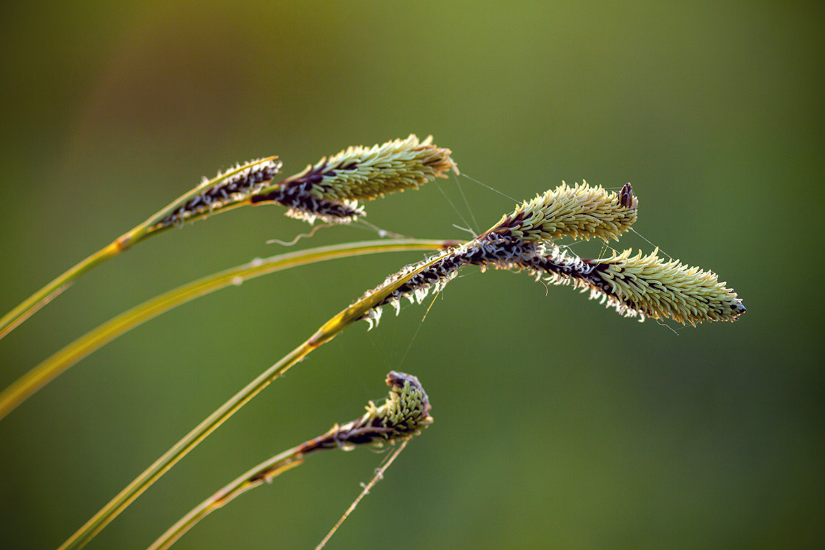 Image of Carex cespitosa specimen.