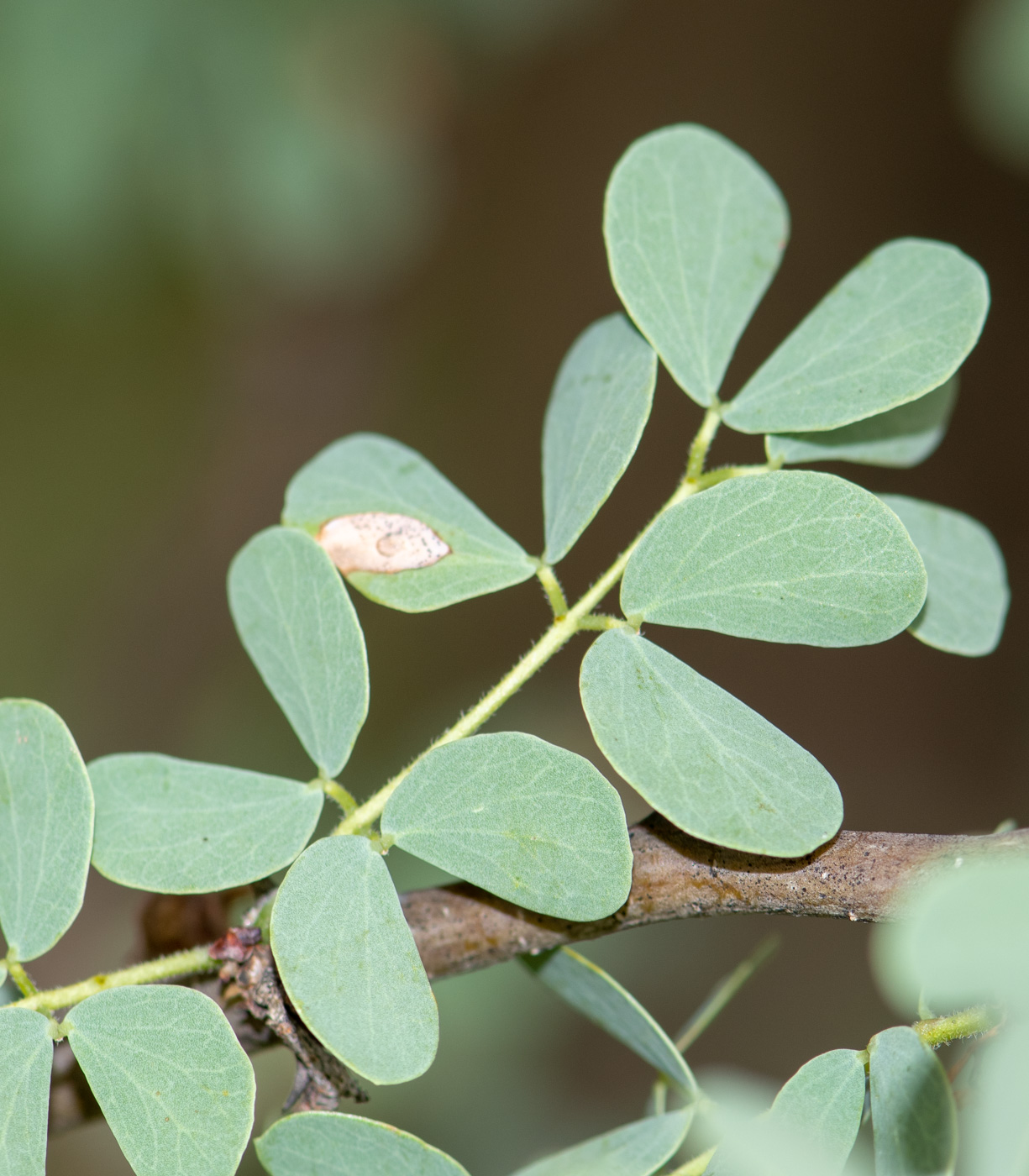 Image of Senegalia mellifera specimen.