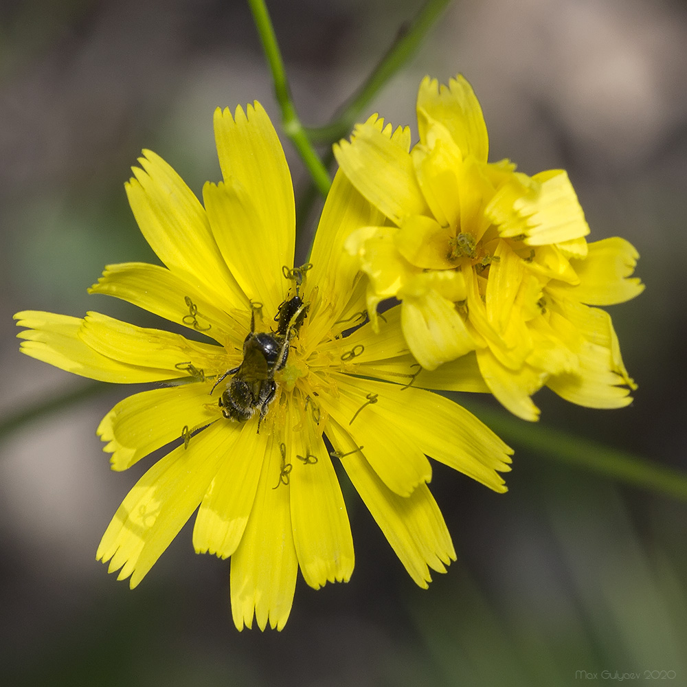 Image of Crepis pulchra specimen.