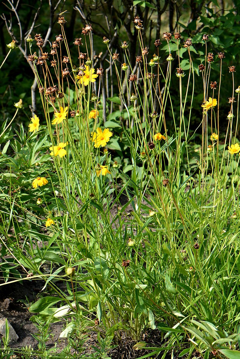 Image of Coreopsis grandiflora specimen.