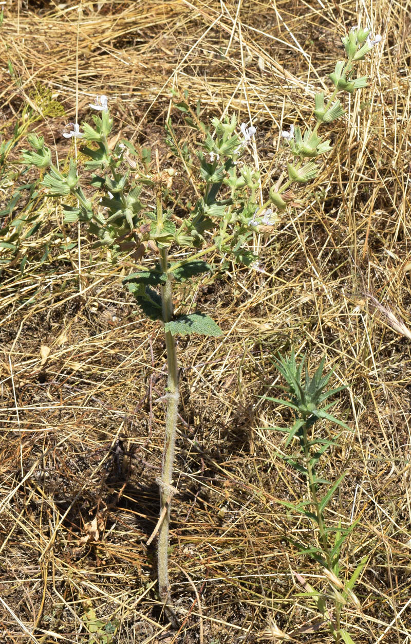 Image of Salvia macrosiphon specimen.