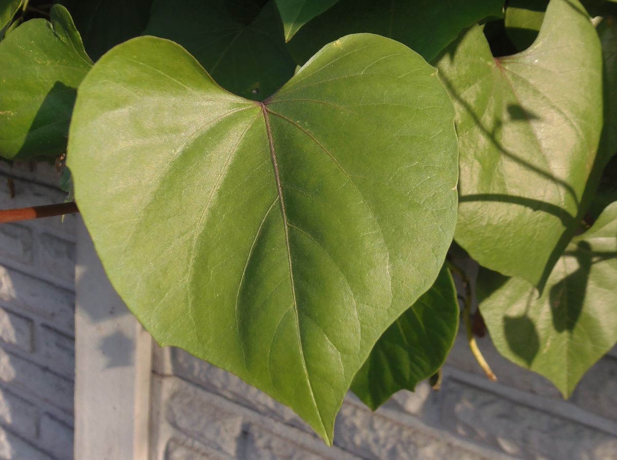 Image of genus Ipomoea specimen.