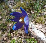 Pulsatilla patens