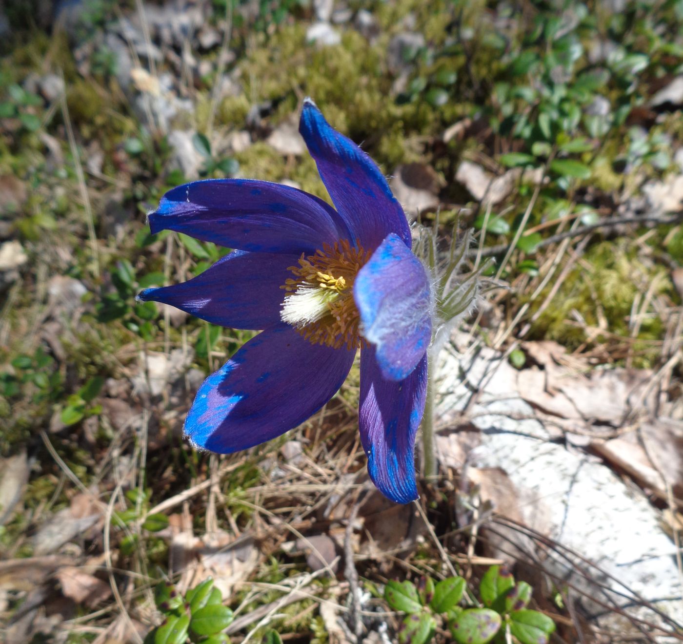 Image of Pulsatilla patens specimen.