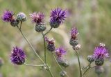 Centaurea scabiosa. Веточки с развивающимися, расцветающими, цветущими и отцветающими соцветиями. Саратовская обл., Хвалынский р-н, окр. г. Хвалынск, Хвалынский горнолыжный курорт, луг на склоне горы. 18.06.2019.