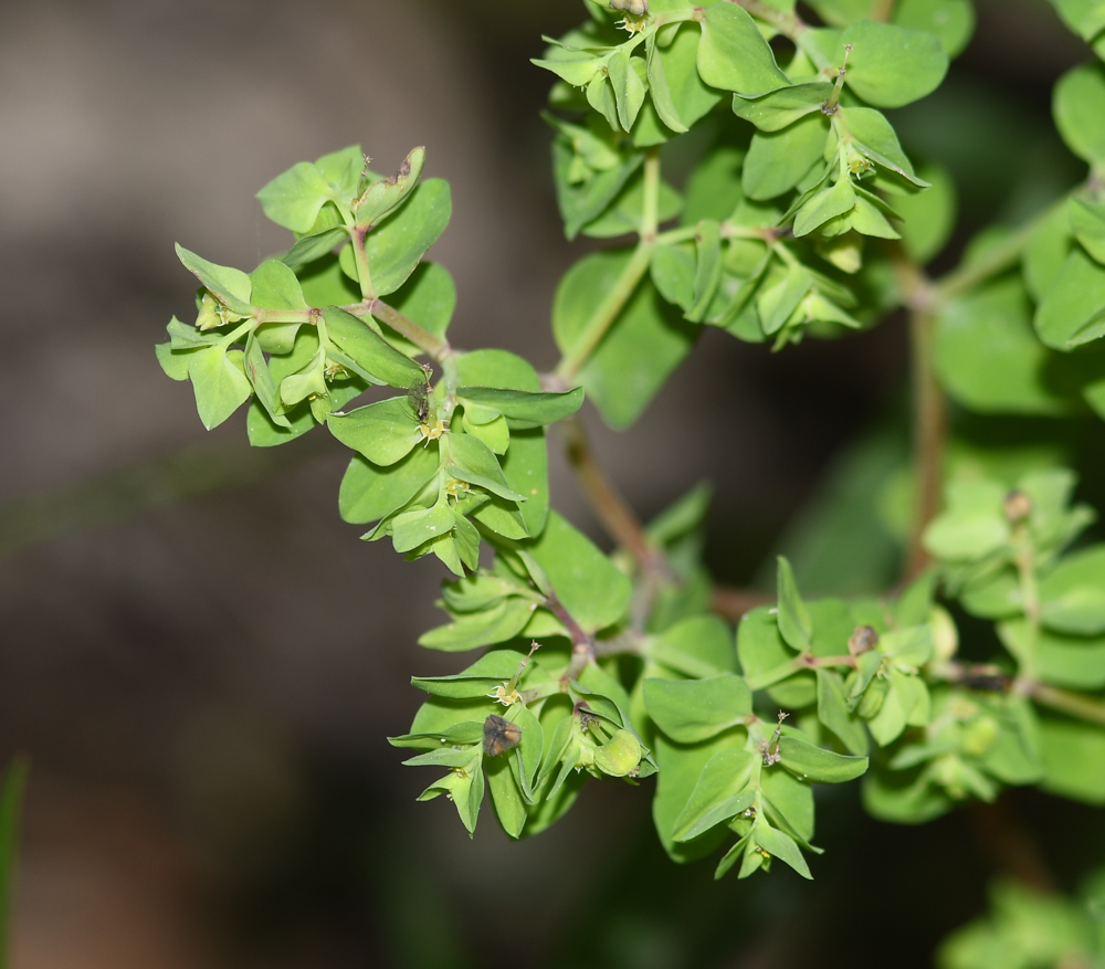 Изображение особи Euphorbia peplus.