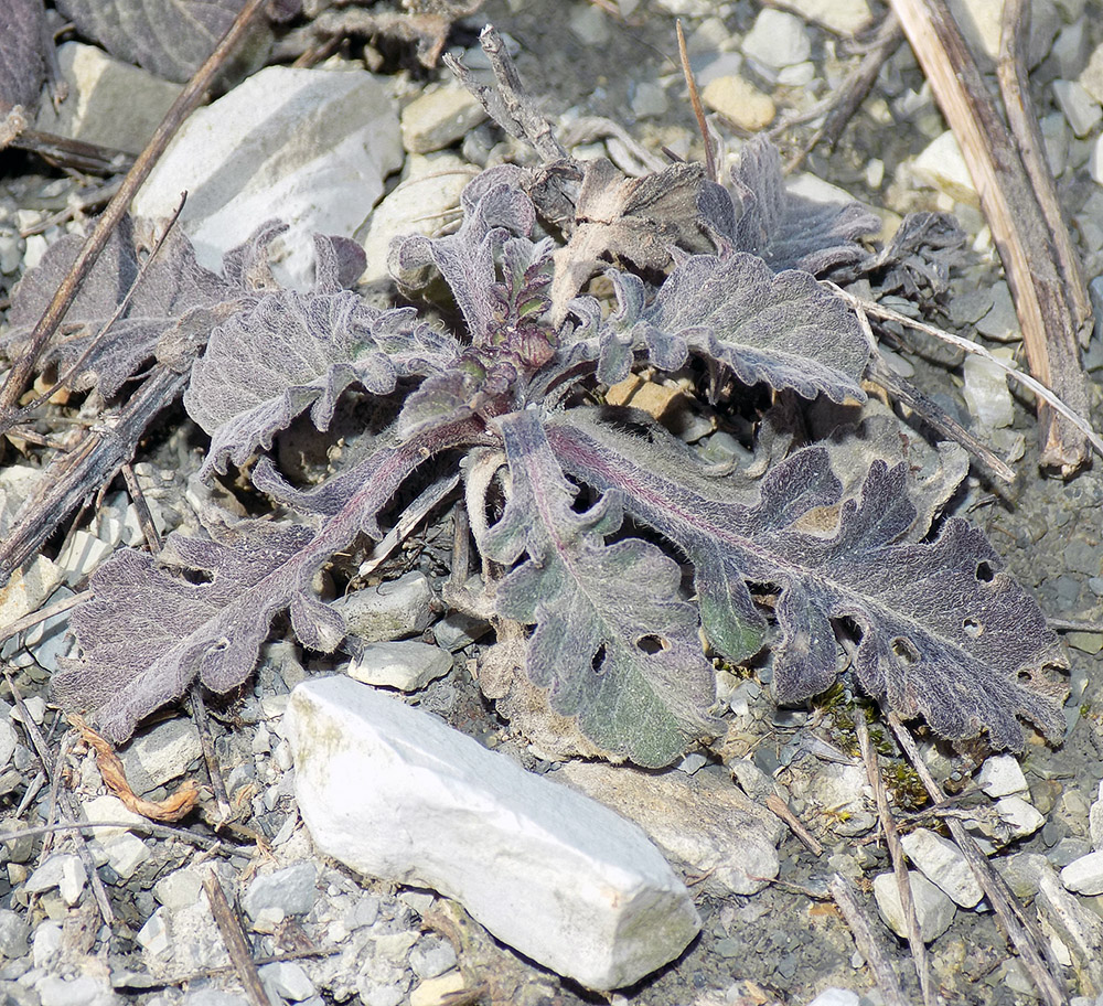 Image of Scabiosa bipinnata specimen.