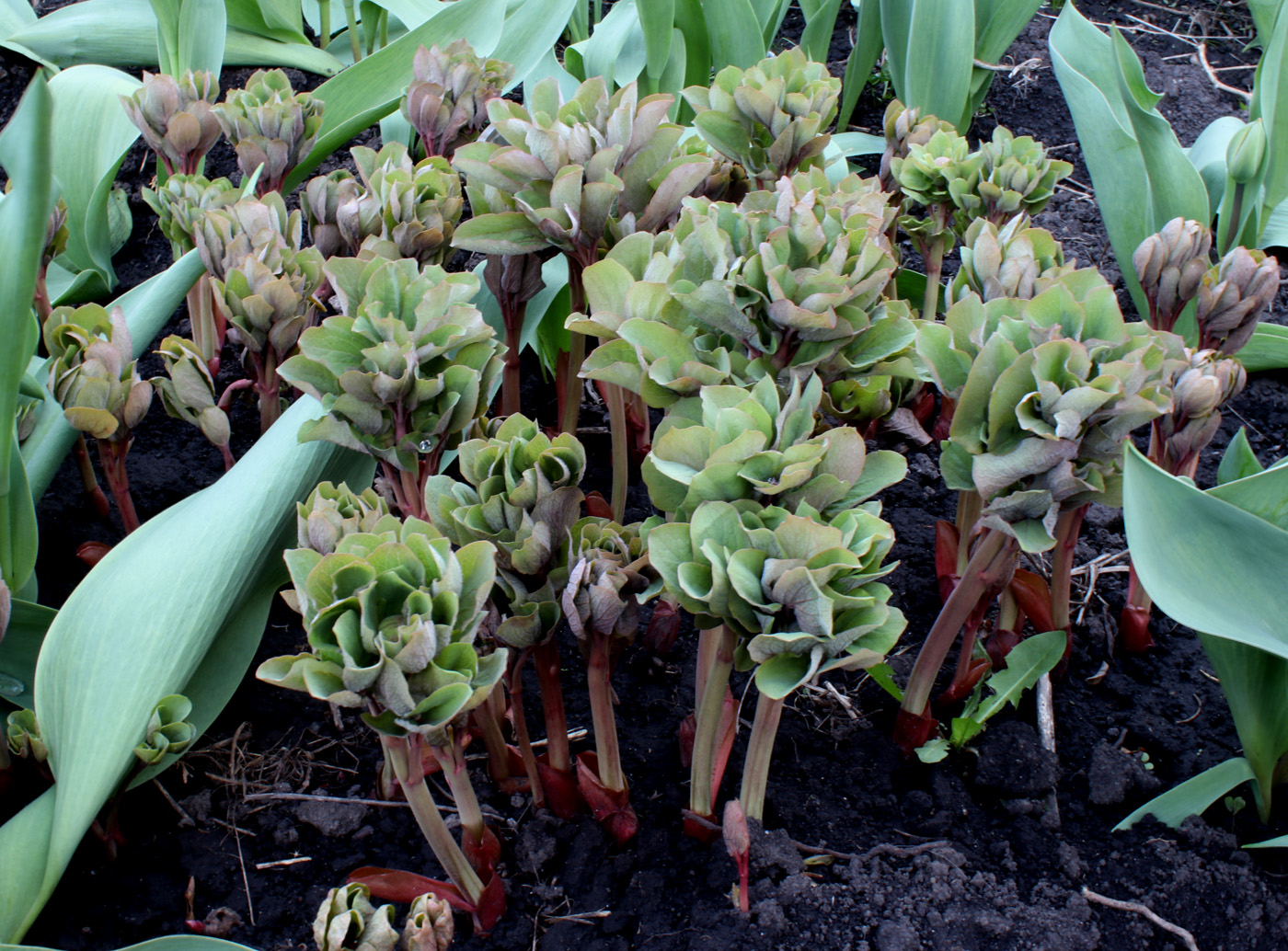 Image of Paeonia daurica specimen.