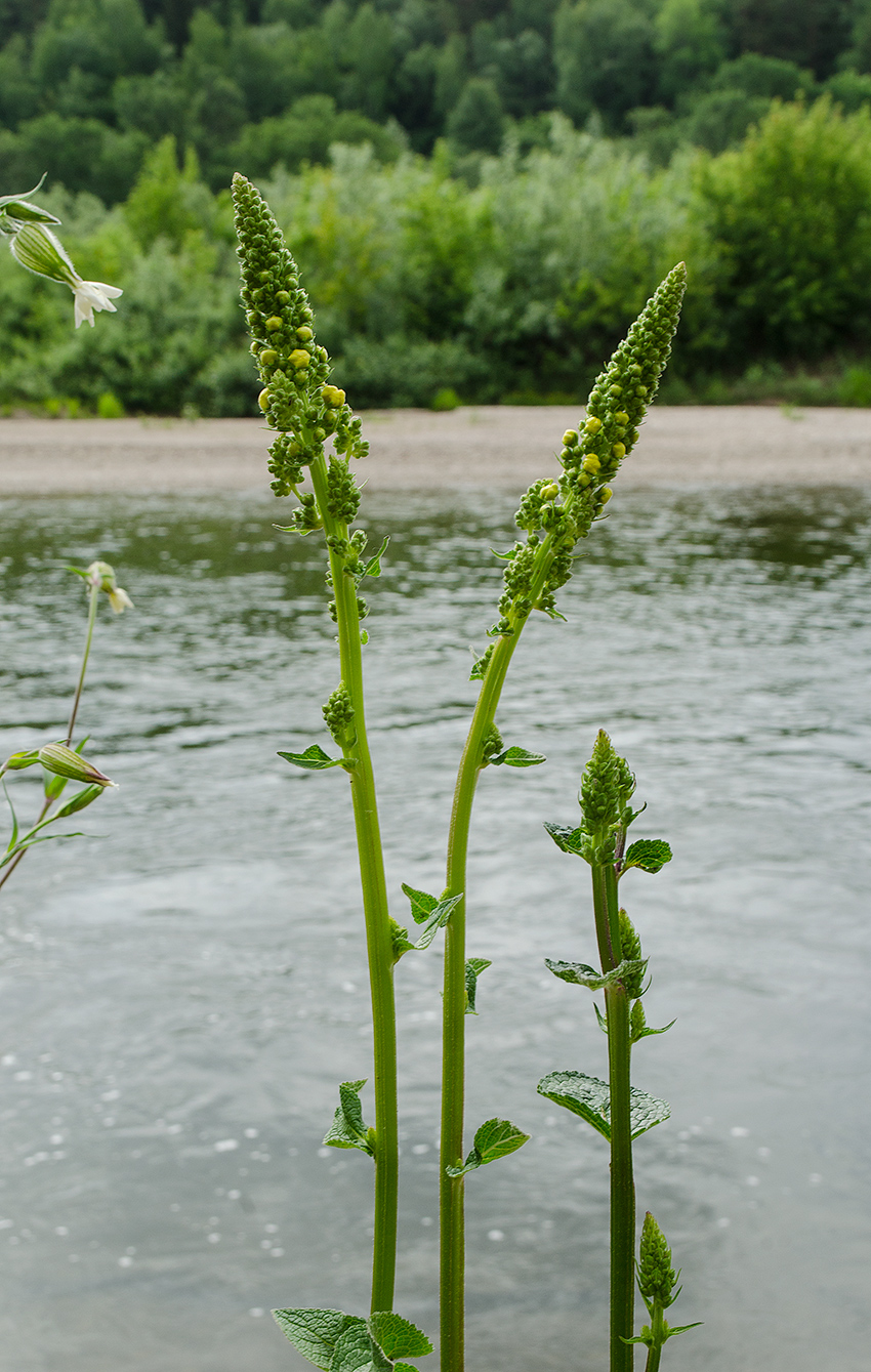 Изображение особи Verbascum nigrum.