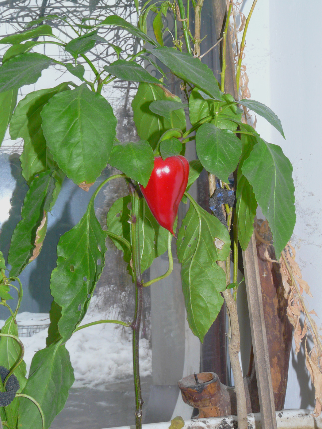 Image of Capsicum annuum specimen.