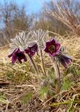 Pulsatilla pratensis