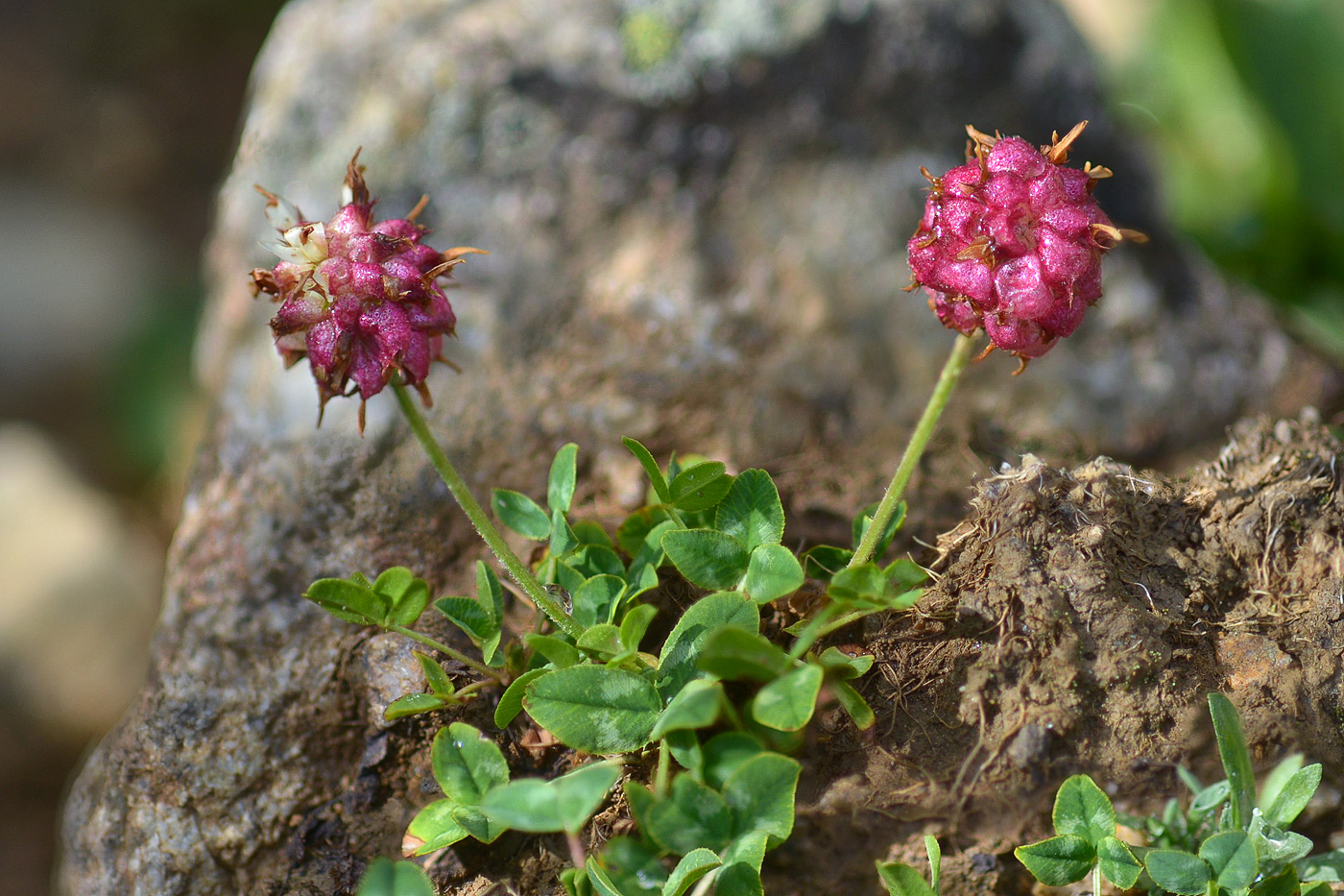 Изображение особи Trifolium raddeanum.