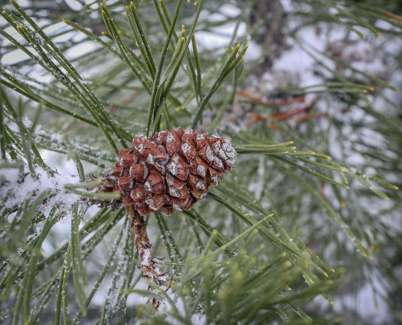 Image of Pinus uncinata specimen.