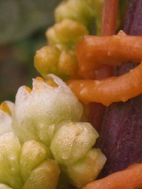 Image of Cuscuta campestris specimen.