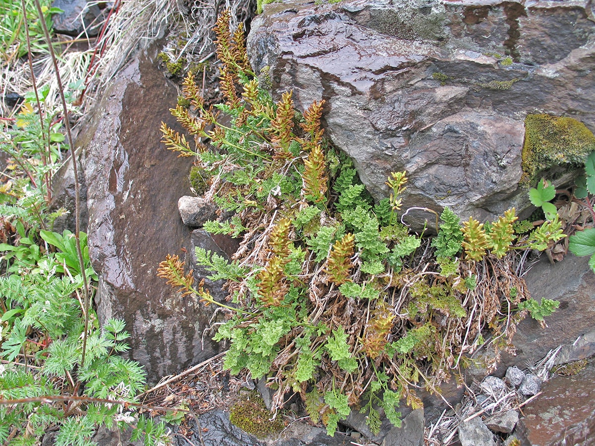 Image of Cheilanthes glauca specimen.