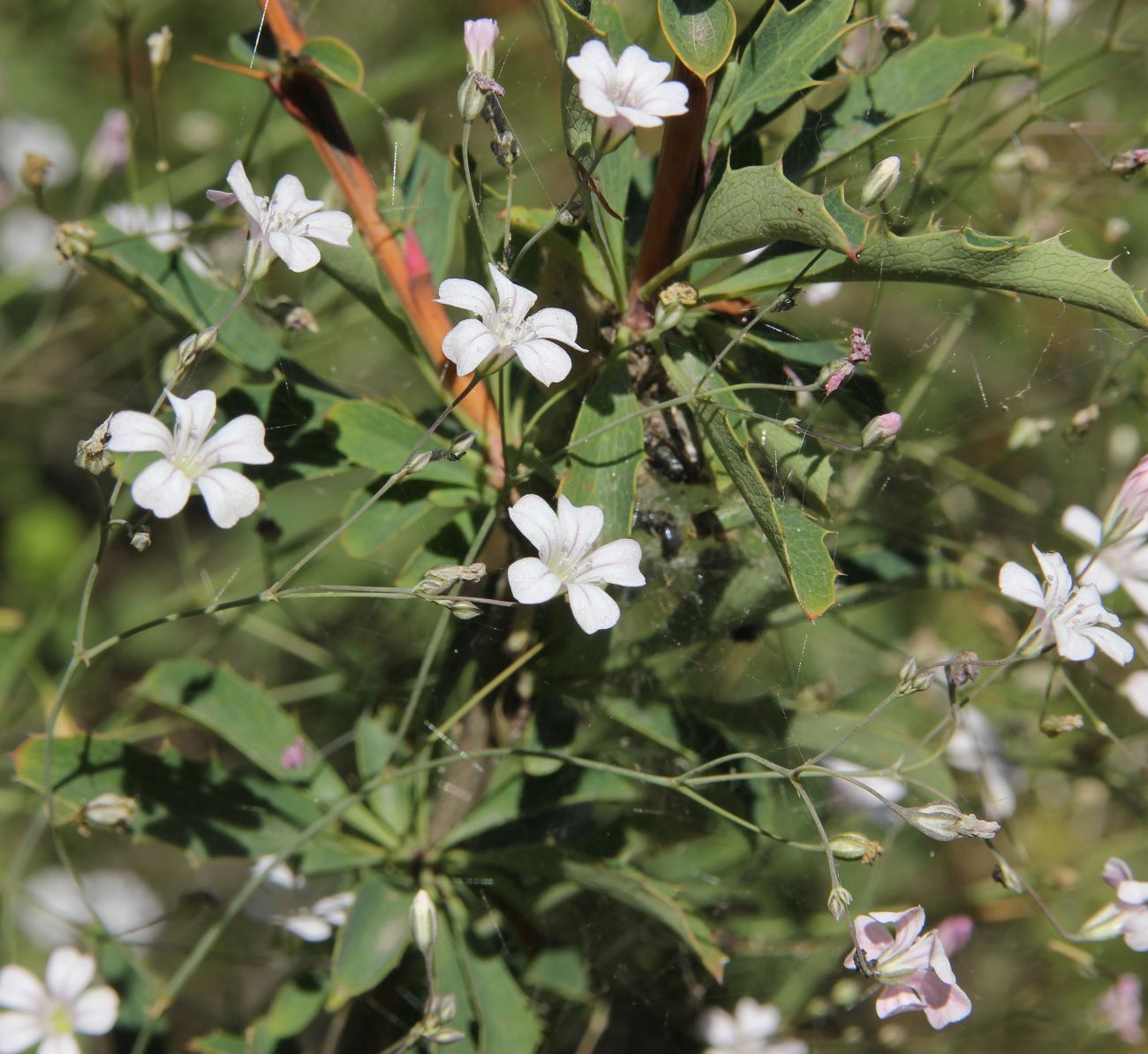 Изображение особи Gypsophila patrinii.