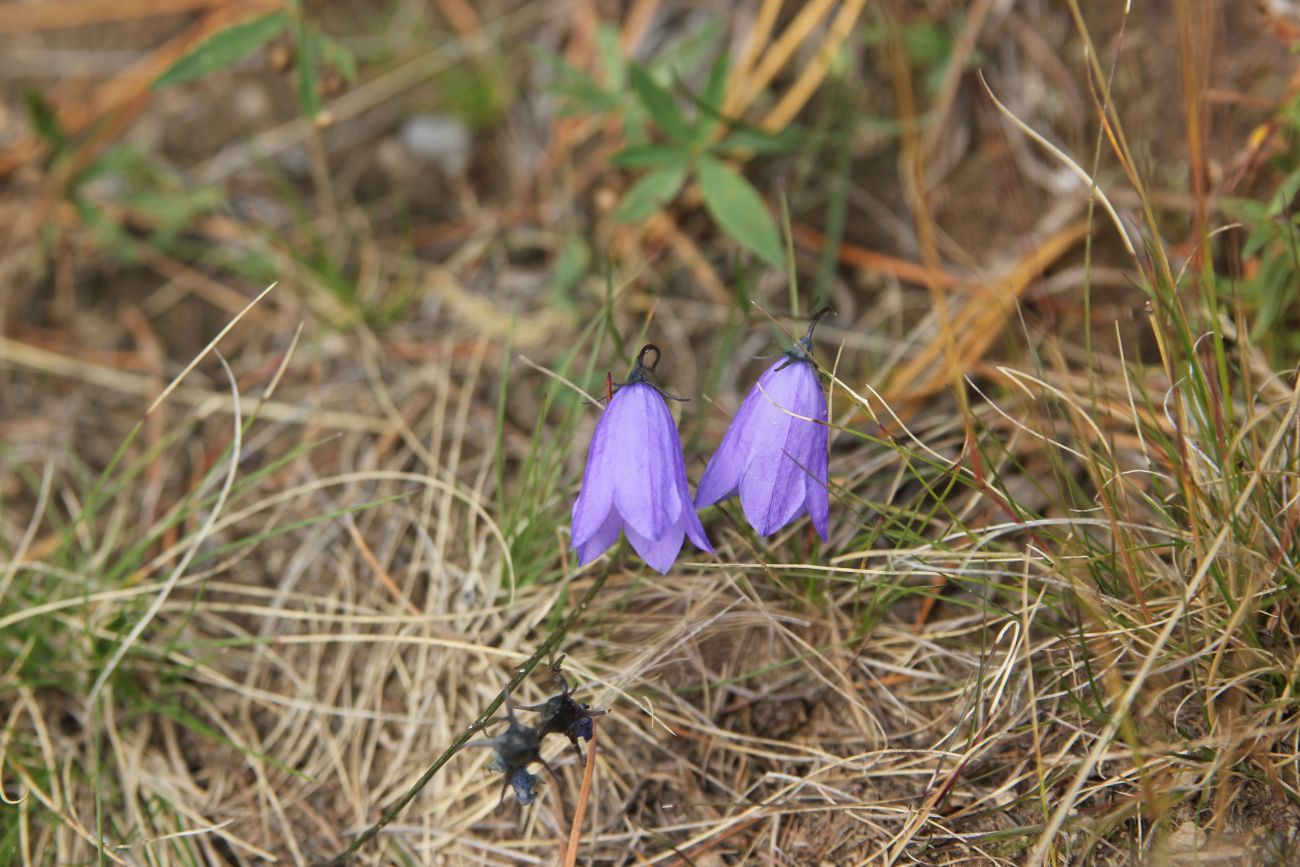 Image of Campanula rotundifolia specimen.