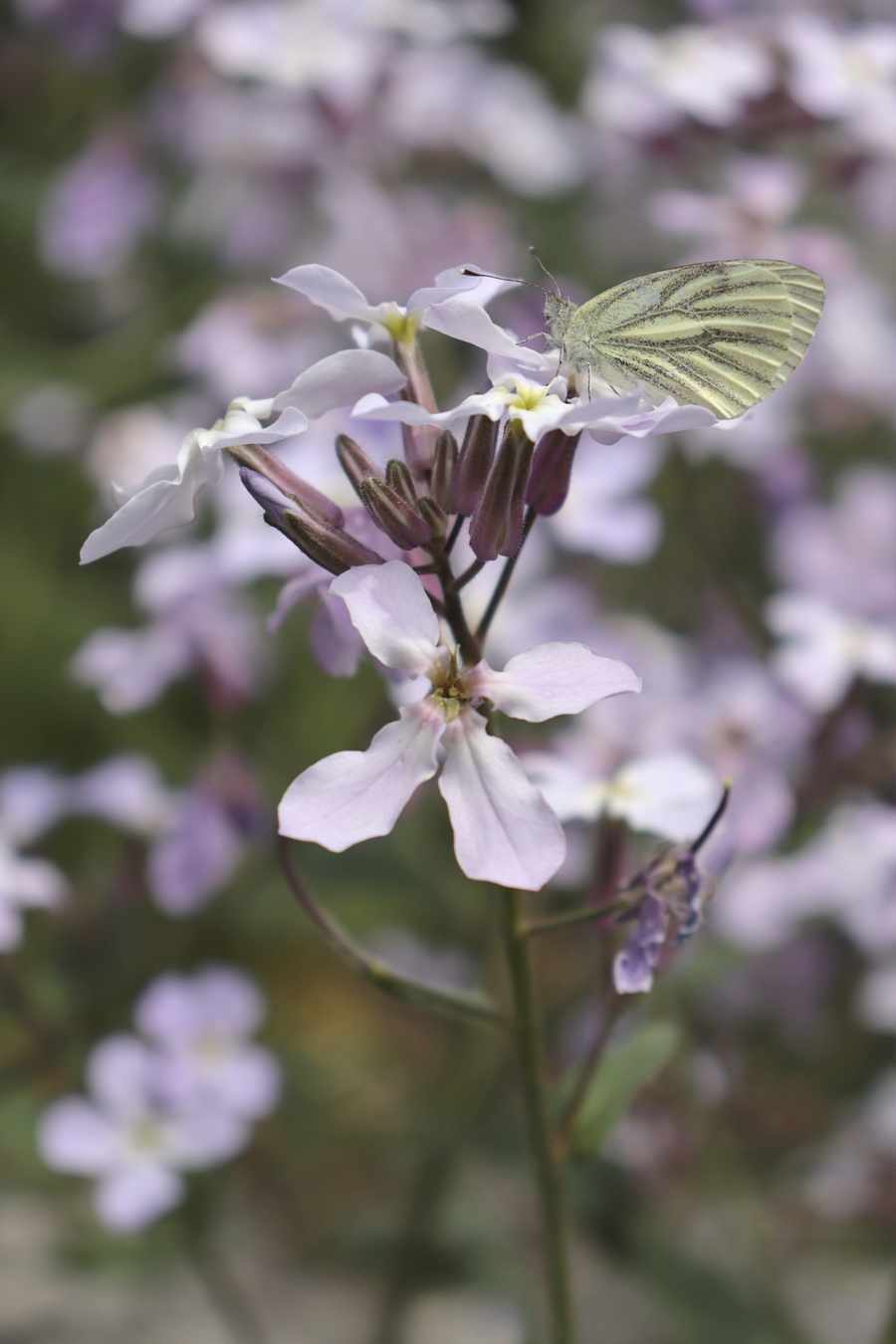 Image of Hesperis steveniana specimen.