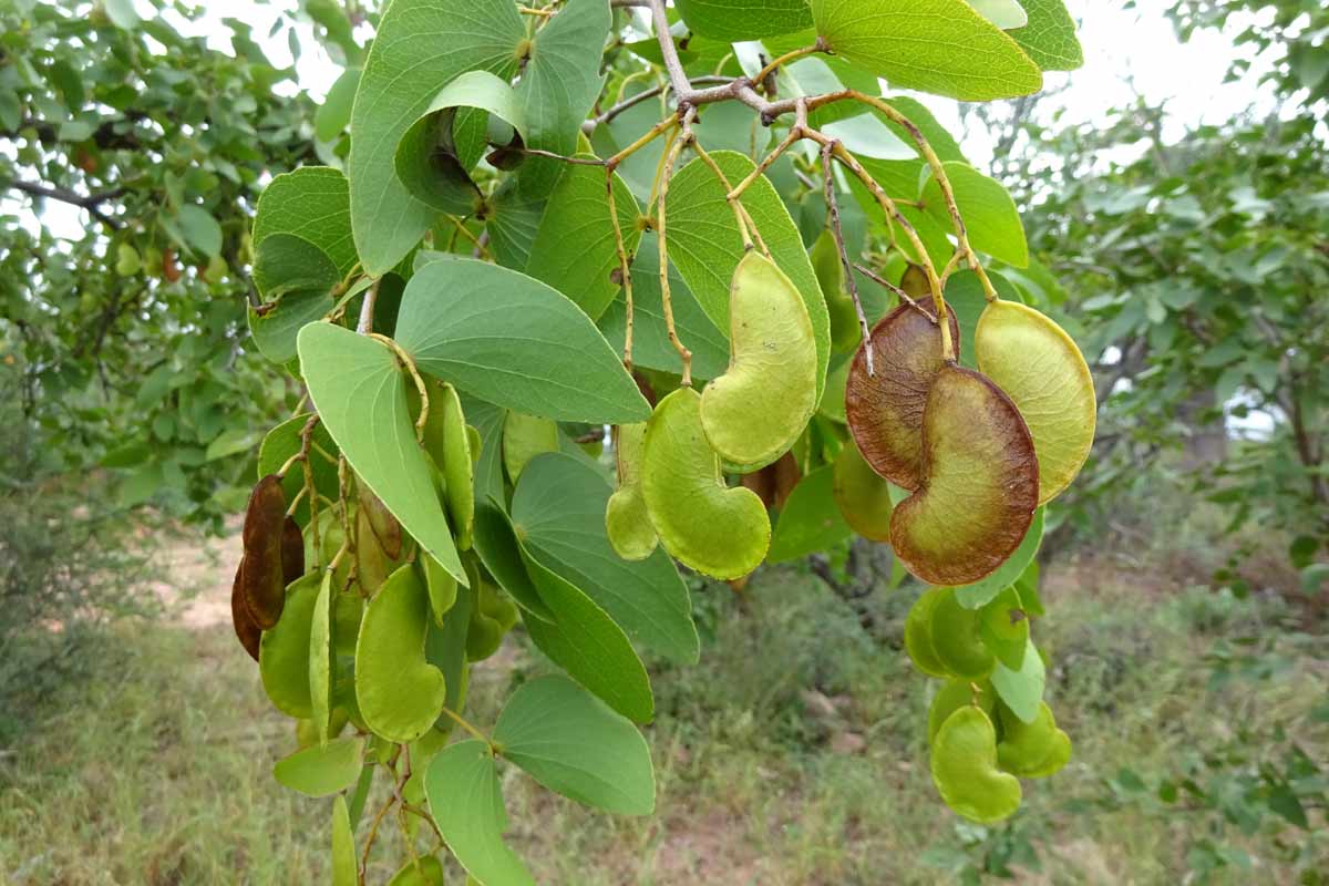 Изображение особи Colophospermum mopane.