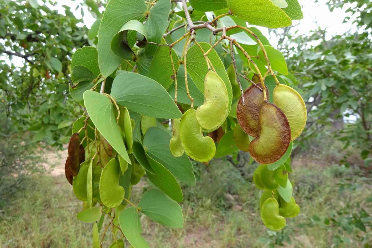 Image of Colophospermum mopane specimen.