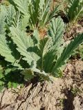 Phlomoides fulgens