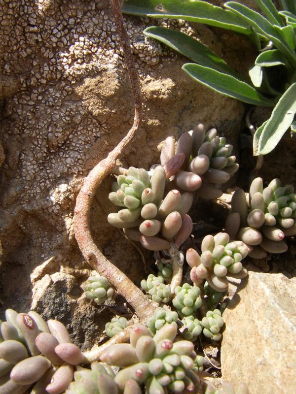 Image of Sedum alberti specimen.