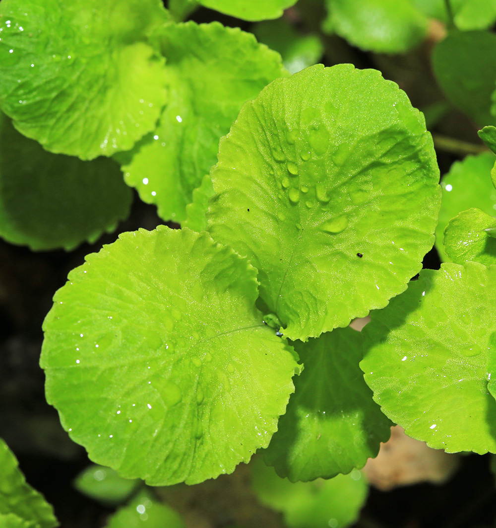 Image of Chrysosplenium pseudofauriei specimen.