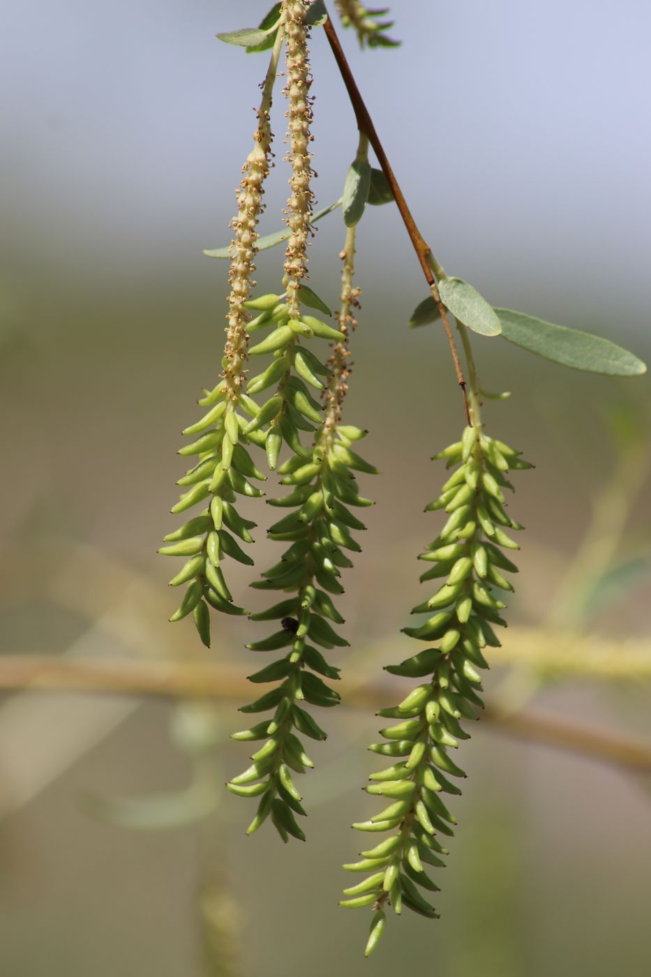 Изображение особи Salix songarica.