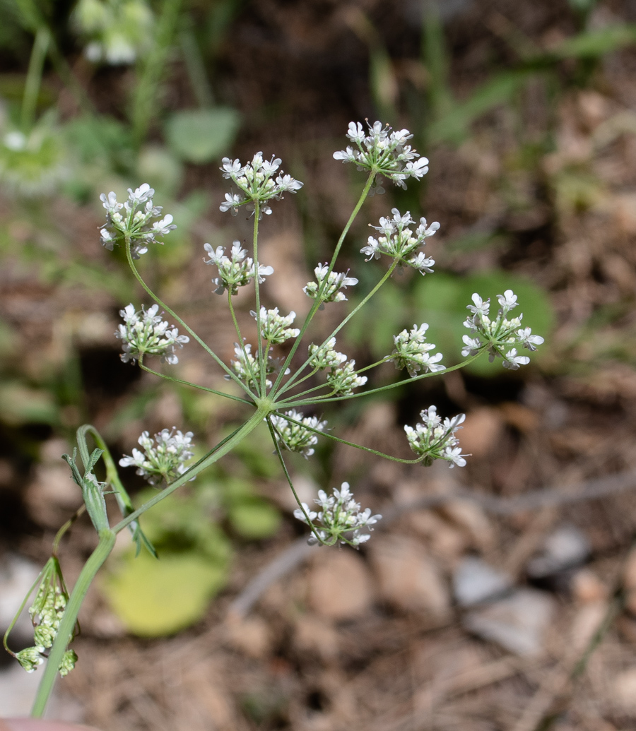 Image of Pimpinella cretica specimen.