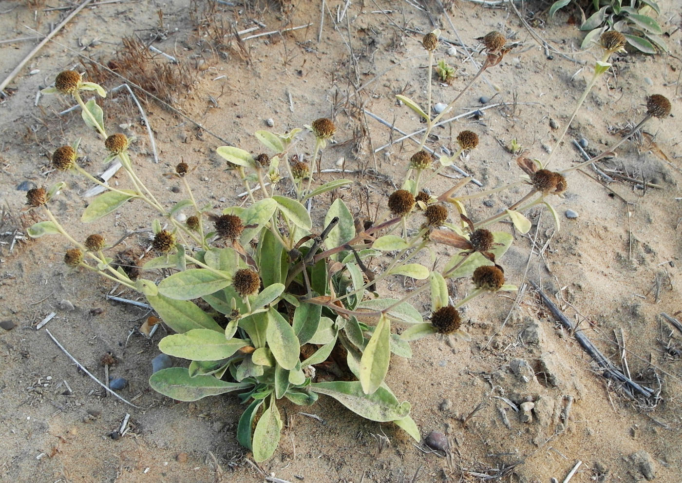 Image of Chrysophthalmum dichotomum specimen.