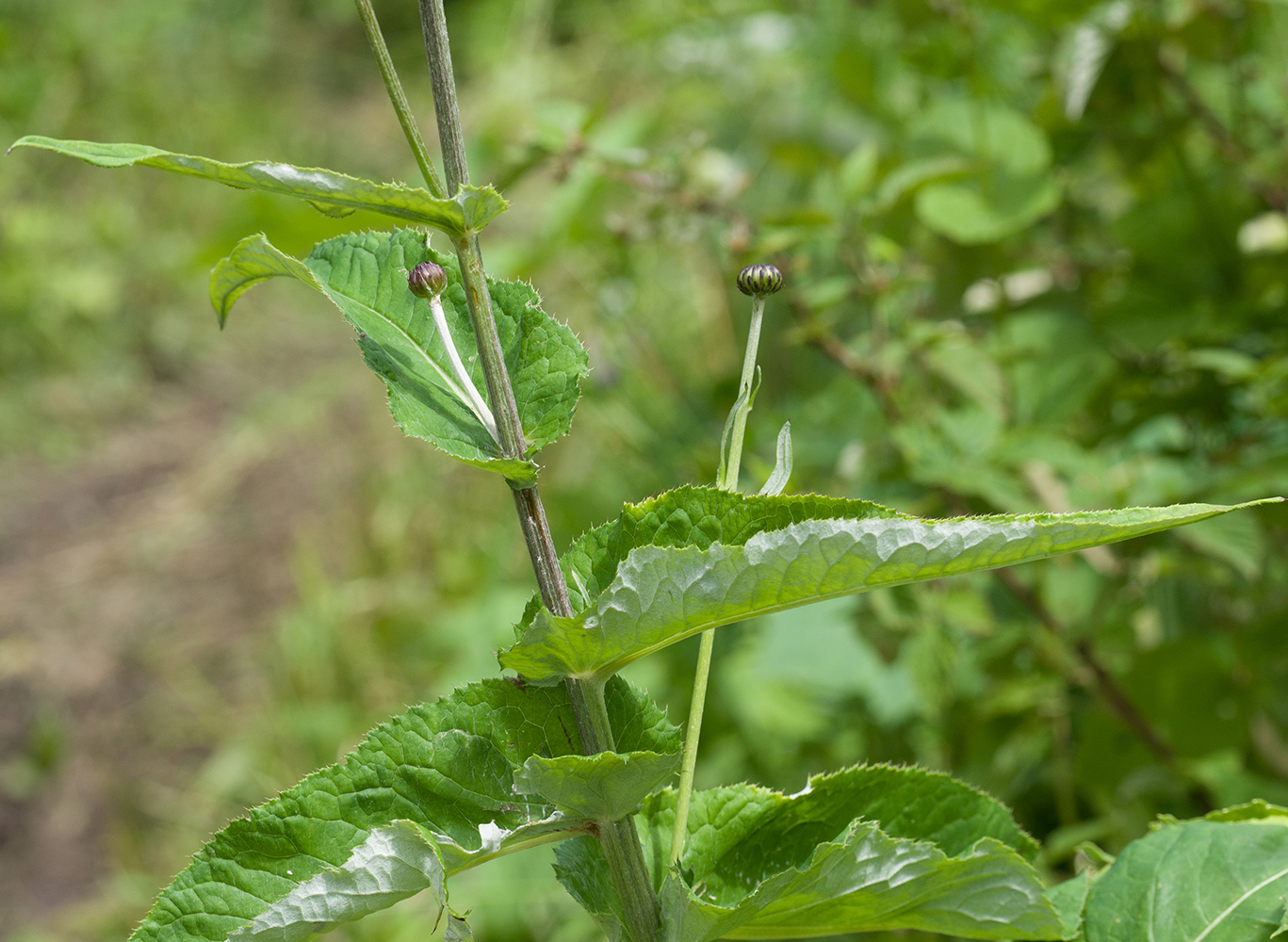 Image of Cirsium dealbatum specimen.