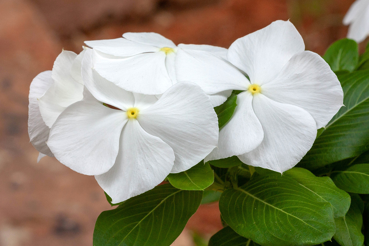 Image of Catharanthus roseus specimen.