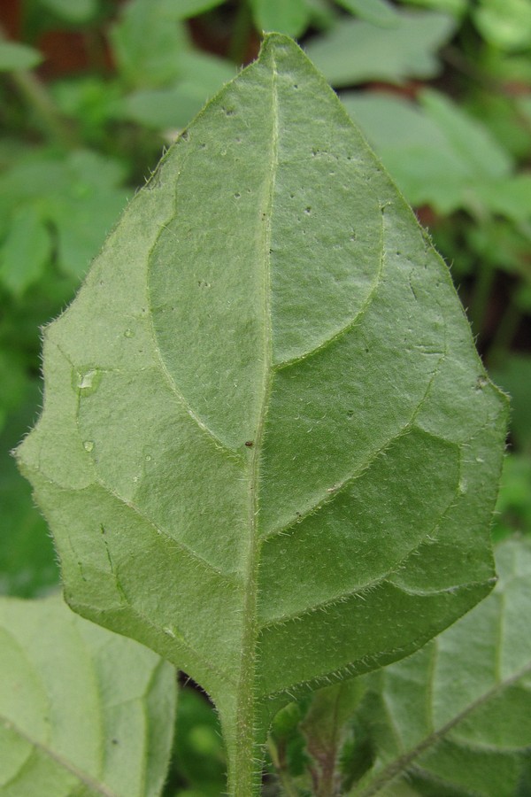 Изображение особи Solanum nigrum ssp. schultesii.