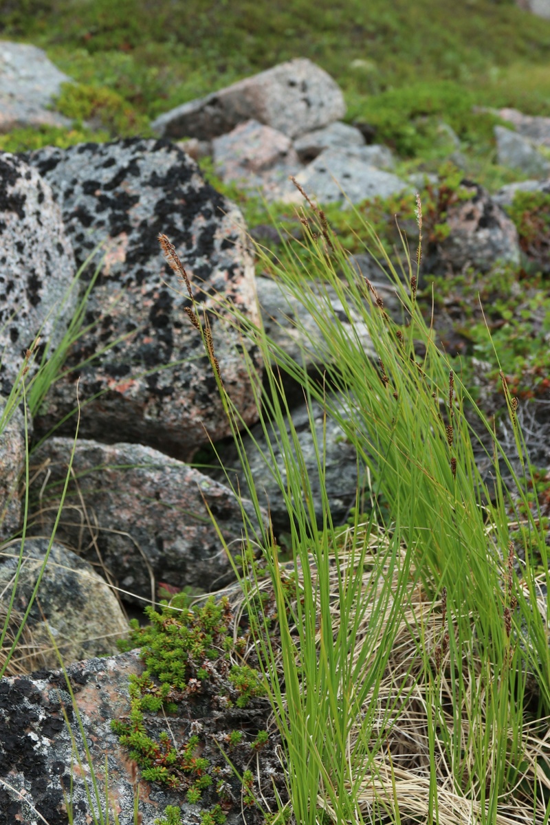 Изображение особи Carex juncella.