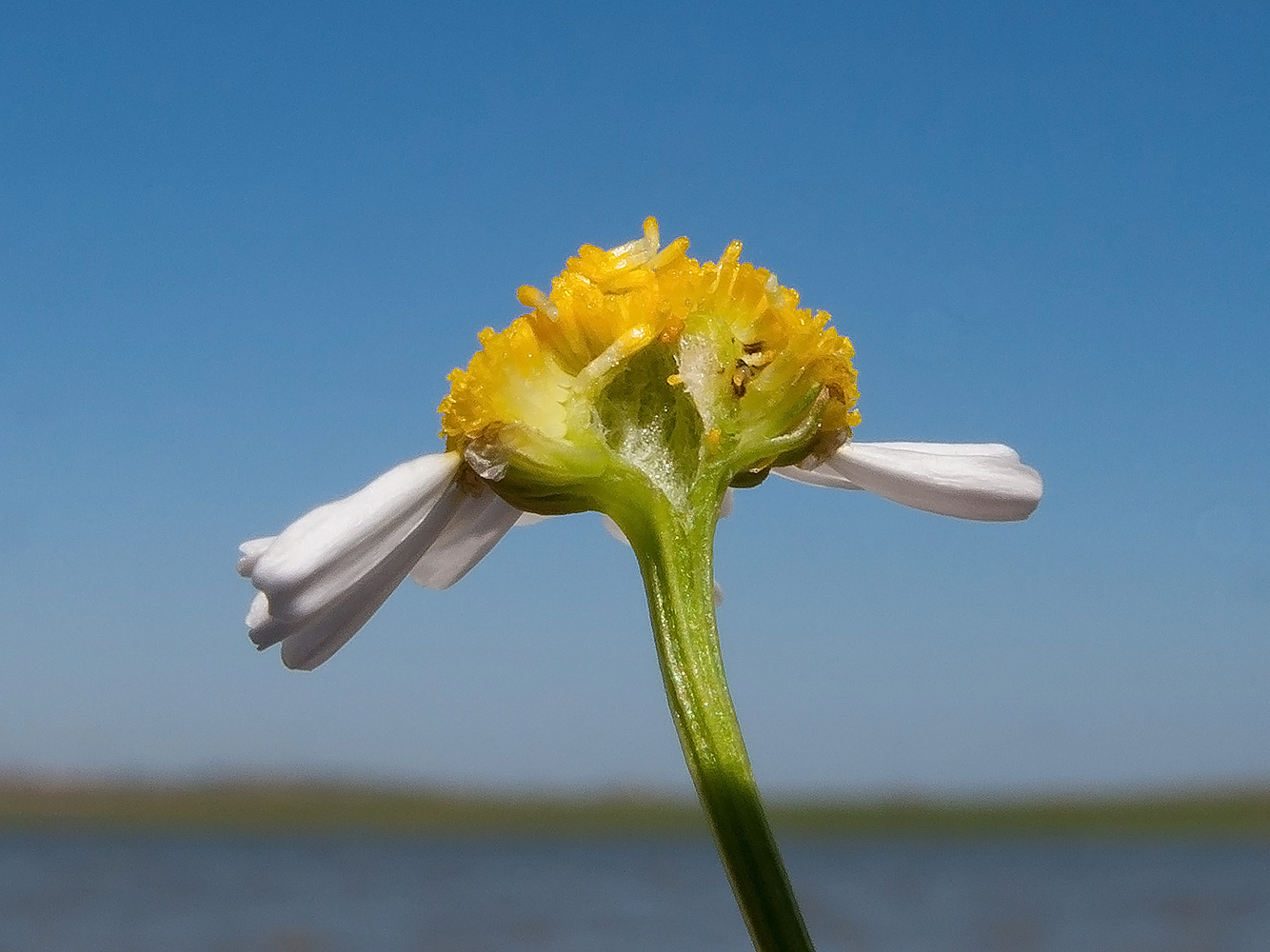 Image of Matricaria recutita specimen.