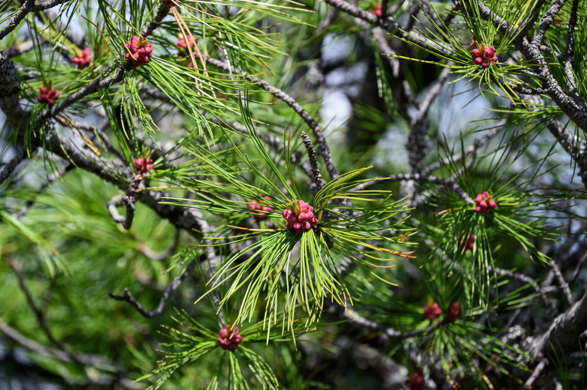 Изображение особи Pinus sibirica.