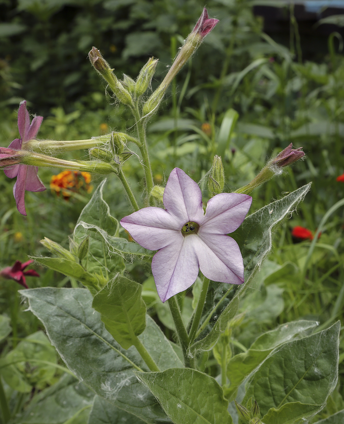 Image of Nicotiana alata specimen.