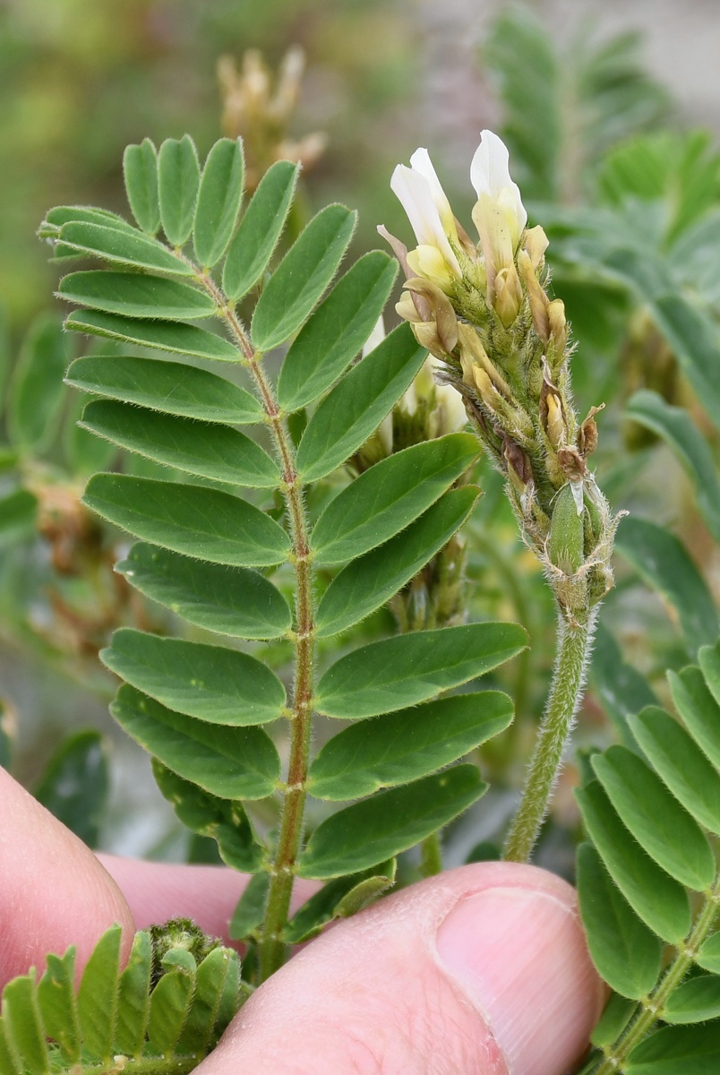 Изображение особи Astragalus boeticus.