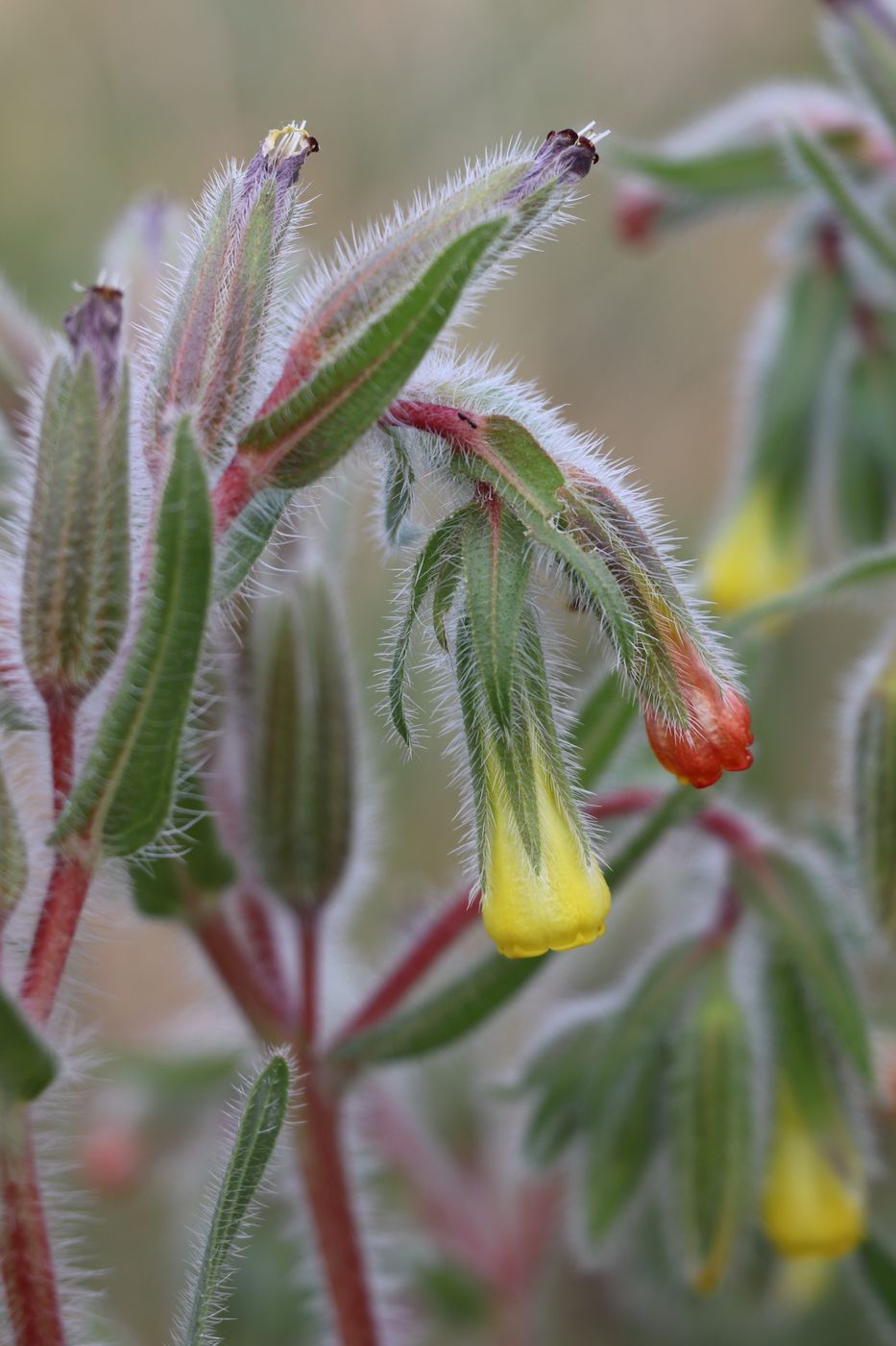 Изображение особи Onosma dichroantha.