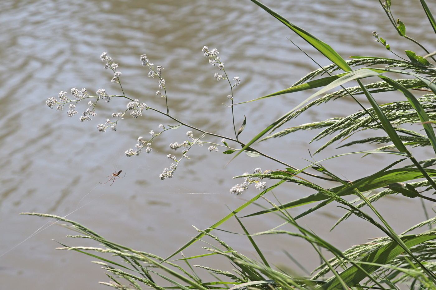 Image of Lepidium latifolium specimen.