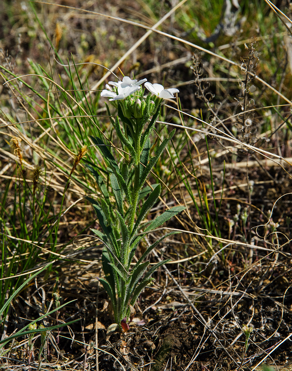 Image of Clausia aprica specimen.