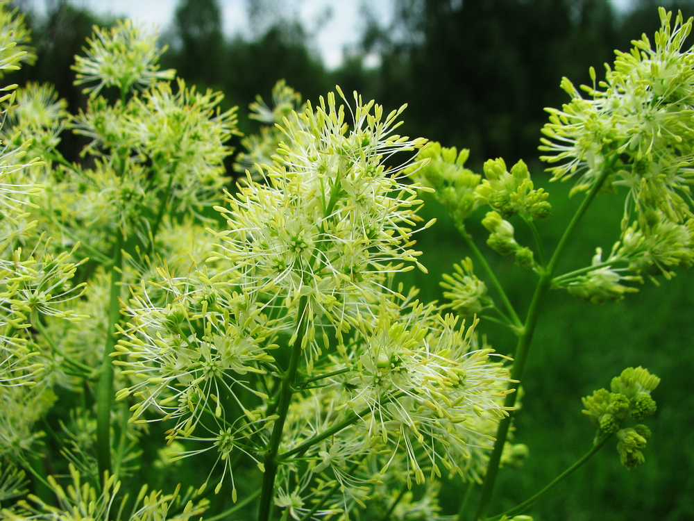 Изображение особи Thalictrum lucidum.