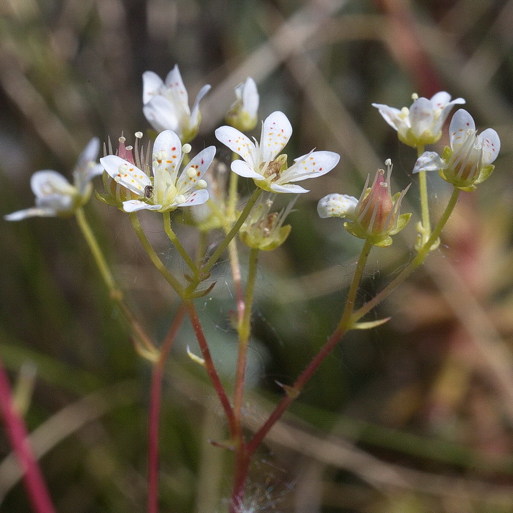 Изображение особи род Saxifraga.